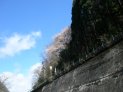 線路沿いに1本の桜の木